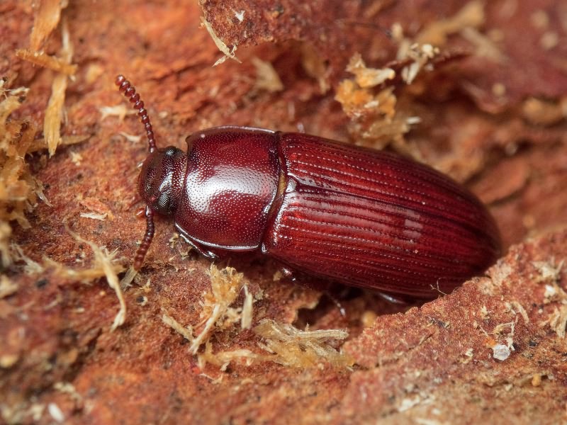 Uloma rufa (Piller & Mitterpacher, 1783)